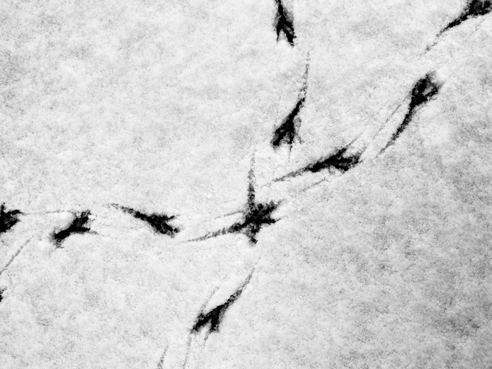 Bird prints in snow. Jane Pellicciotto
