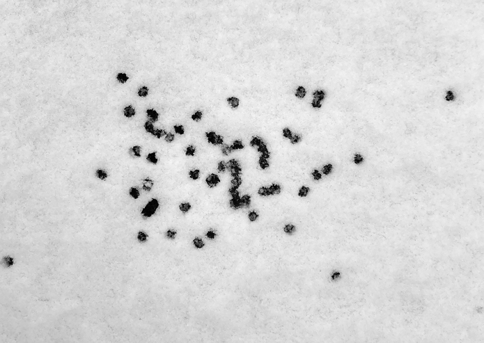Scattered dots in the snow. Jane Pellicciotto